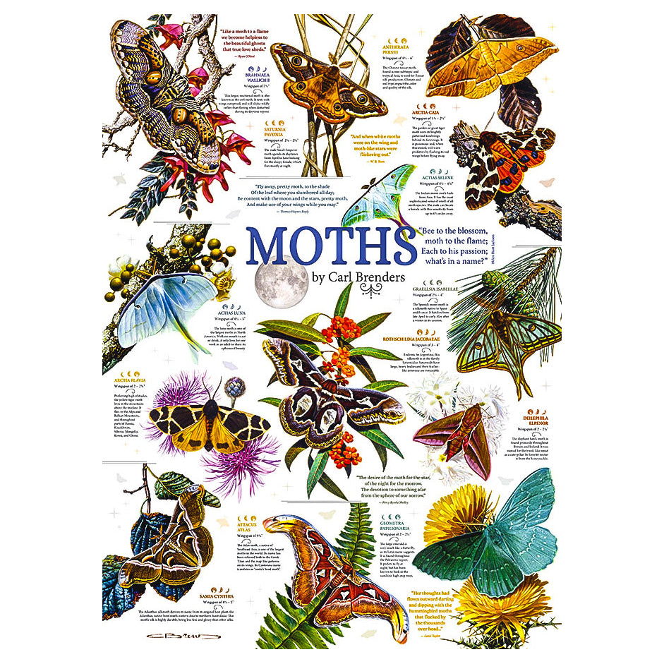 Cobble Hill: Moth Collection